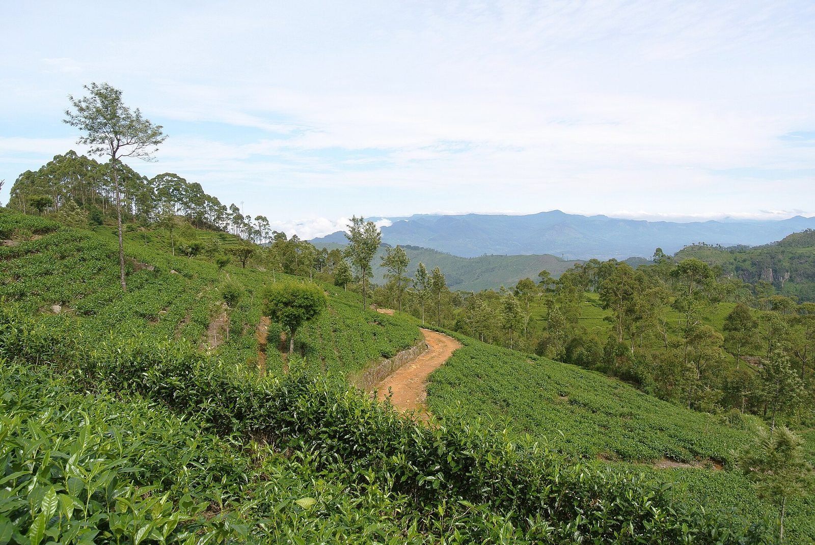 Handunugoda white tea